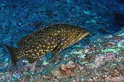 Mycteroperca fusca Merou des iles-Acores St Maria Pedri mha-30m-20170818-Denis-ADER-DSC_9217_tn_tn